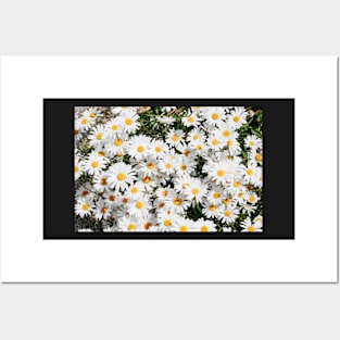 sunny daisies Posters and Art